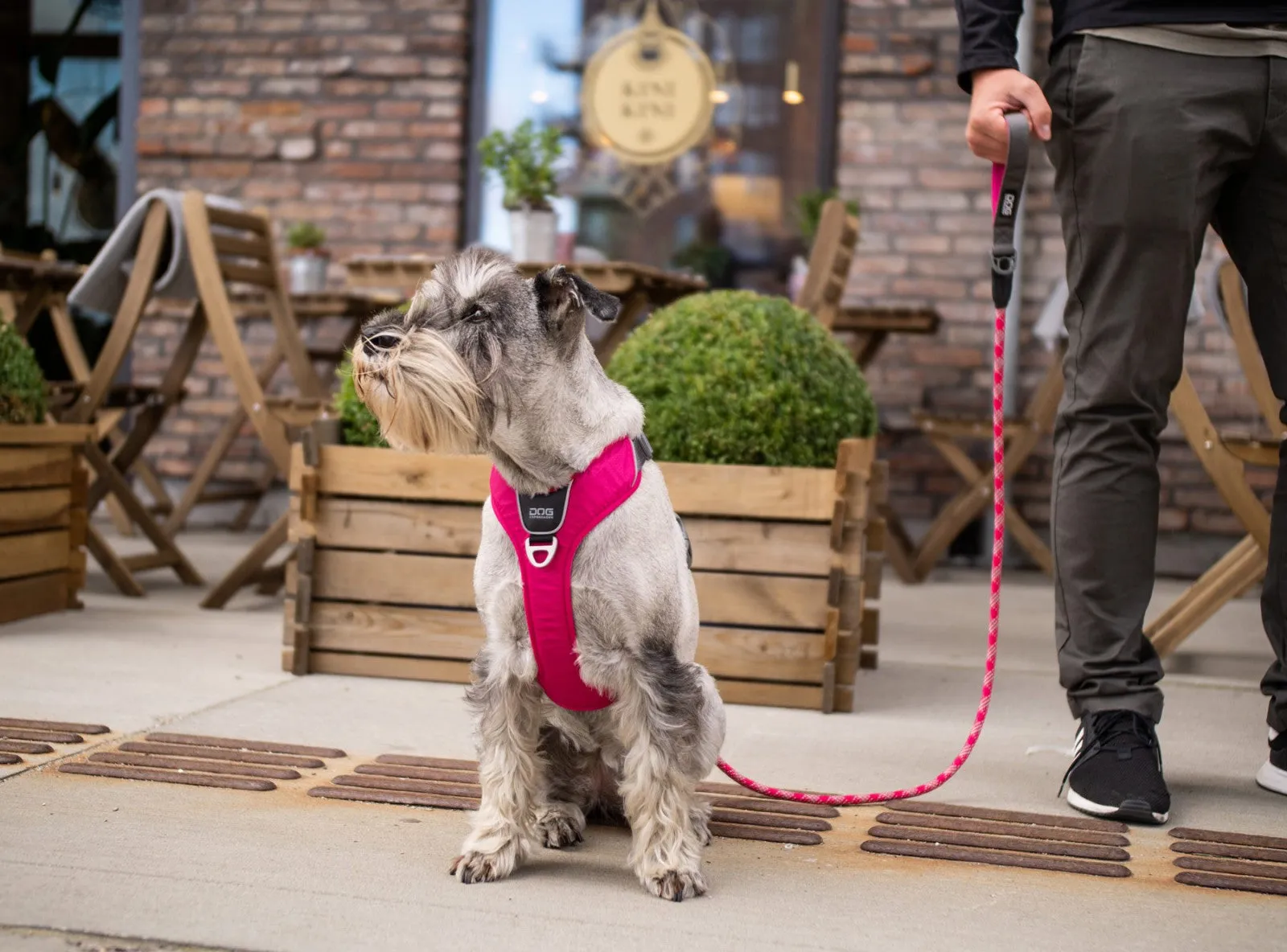Copenhagen Comfort Walk Pro Dog Harness- Red